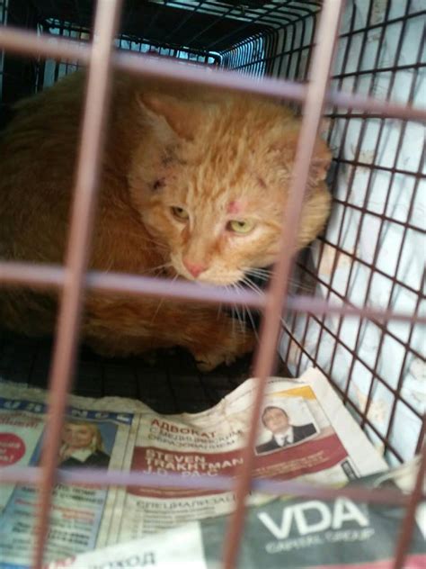Whiskers And Tails Rescue Foundation Mr Orange A Severely Injured