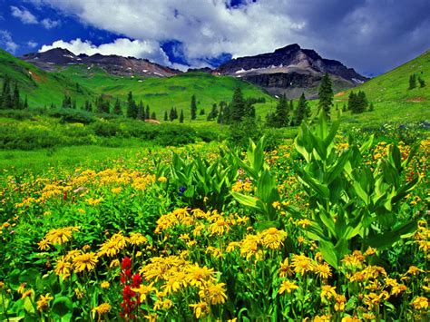 Spring Landscape Green Grass Yellow Flowers Mountain Peaks Sky White