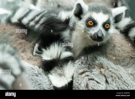 Mum And Baby Ring Tailed Lemur Hi Res Stock Photography And Images Alamy