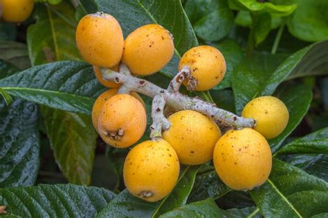 Loquat Fruits Eriobotrya Japonica On Tree This Ancient Fruit Stock