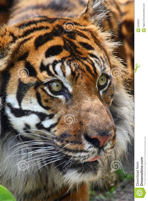 Tiger Head Stock Image Image Of Portrait Wild Head 5628087