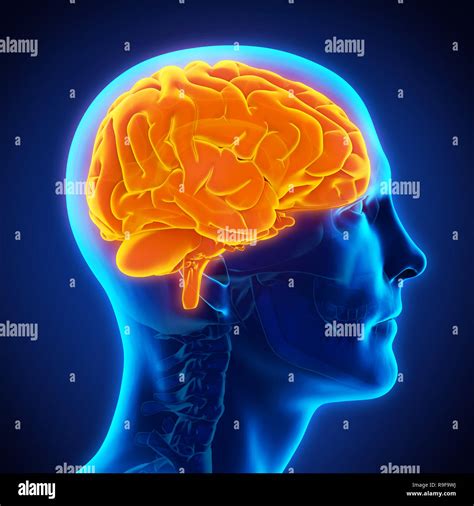 Human Brain Anatomy Illustration Stock Photo Alamy