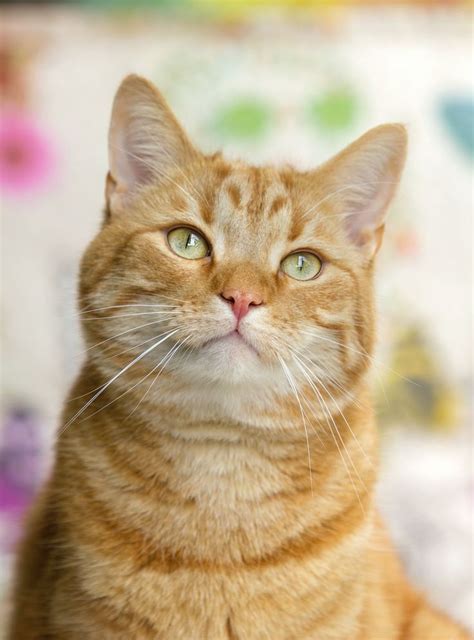 Orange Cute Cat With Green Eyes In 2020 Orange Tabby