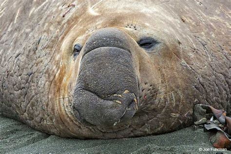 Southern Elephant Seal Joe Fuhrman Photography