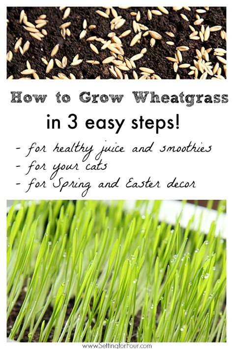 How To Grow Wheatgrass Indoor Gardening And Decor Idea