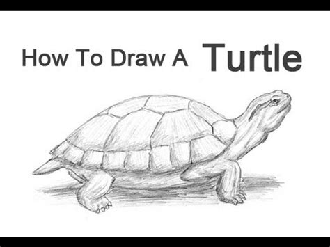 Welcome to art class for children by drawingforall.net. How to Draw a Turtle (Red-Eared Slider) - YouTube