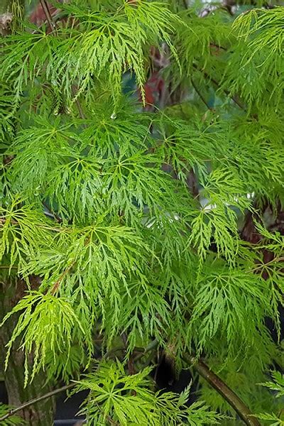 Attractive if viewed closely but insignificant from a distance. Buy Emerald Green Dwarf Weeping Japanese Maple - FREE ...