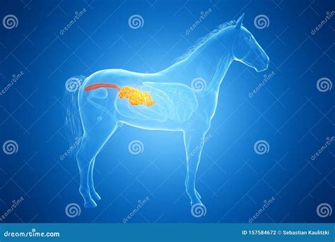 A Horses Small Intestine Stock Illustration Illustration Of Digestion