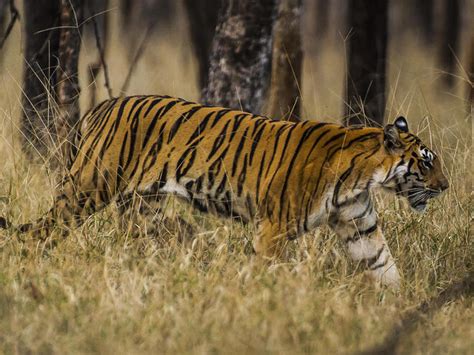 Top 166 Endangered Animals In India Tiger