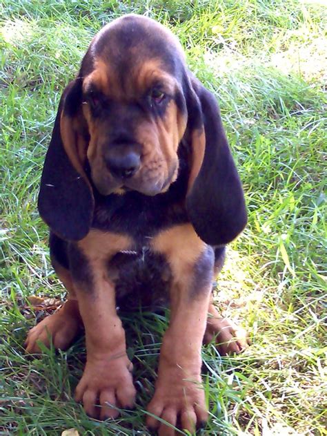 Pin By Janeth Aquino On Sgt Lucky The Red Bloodhound Puppies Hound