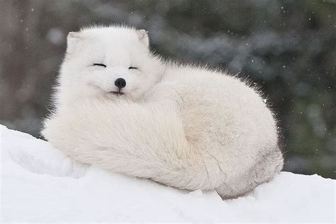 Cute Arctic Fox Postcard Ubicaciondepersonascdmxgobmx