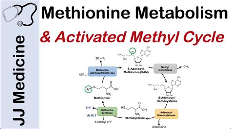 Methionine Metabolism And Activated Methyl Cycle Pathway And Purpose