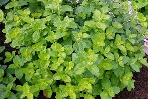 Apple Mint How To Grow Care For And Use Plantura