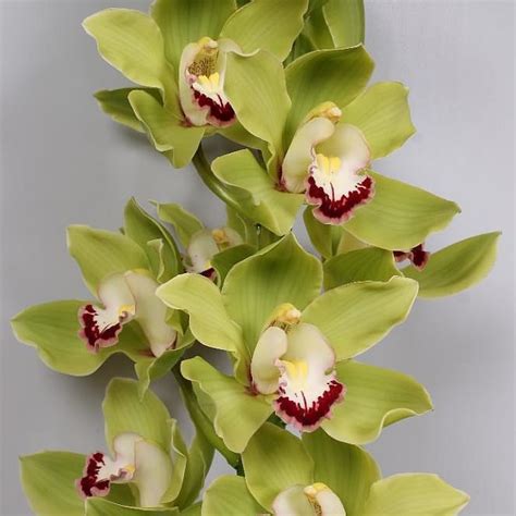 Sam's club has fresh flowers for sale and there are a few different ways to shop. CYMBIDIUM ORCHID ANDERSON 60cm | Wholesale Dutch Flowers ...
