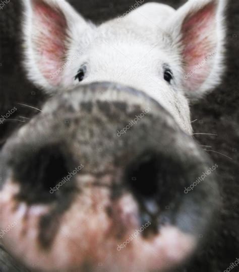 Closeup Of A Pigs Nose Stock Photo By ©designpicsinc 31615405