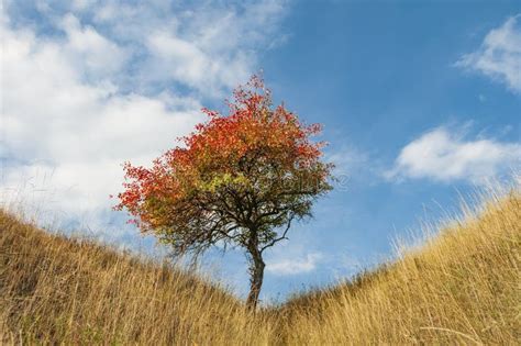 Lonely Autumn Tree Stock Photo Image Of Center Fall 144395462