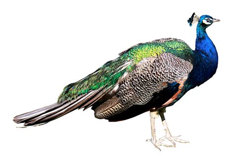 You can view these 34 pictures and use them to create postcards or presentations. Peacock clipart national indian bird, Peacock national ...