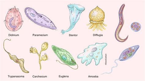 Diseases Caused By Protozoa Symptoms Types And Treatment