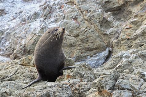 Native Mammals Of New Zealand Bryce Mcquillan