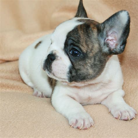 Baby French Bulldog Wallpapers Wallpaper Cave