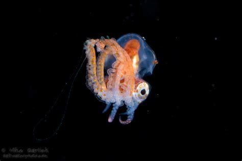 Blanket Octopus The Black Water World