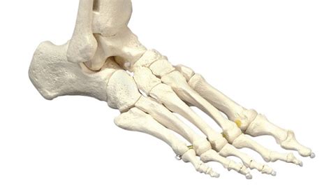 Скелет Ноги Человека Фото Telegraph