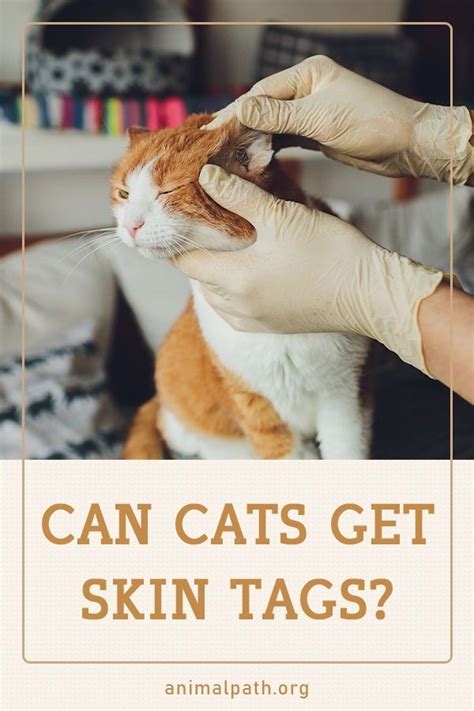 cat skin tag removal cat meme stock pictures and photos