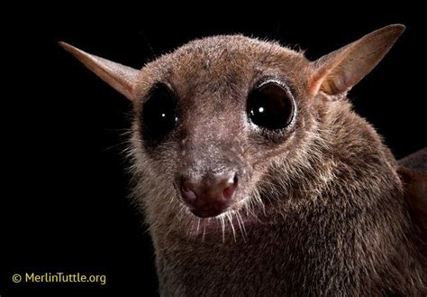 Cave Nectar Bat What Big Eyes You Have Bat Species Cute Animals