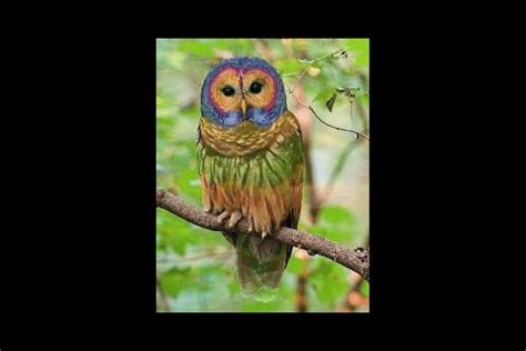 The Rainbow Owl Real Or Fake