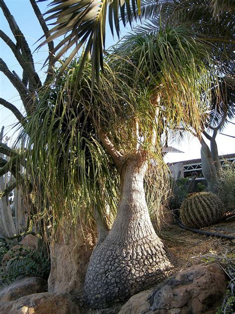 Can ponytail palms be outside? Growing Ponytail Palm Outdoors - How To Grow A Ponytail ...