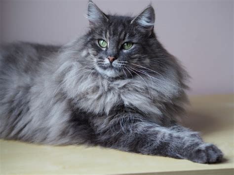 How Much Does A Norwegian Forest Cat Cost 2023 Price Guide Hepper