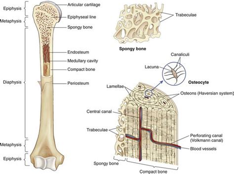 Cortical Vs Trabecular Bone Slidesharetrick