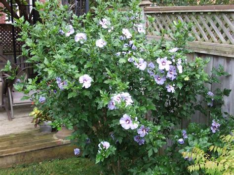 Rose Of Sharon Blue Satin Planting Shrubs Rose Of Sharon Summer Colors Hibiscus Growing