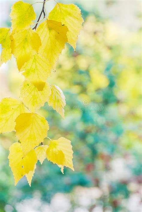 Autumn Background With Yellow Birch Leaves Stock Image Image Of