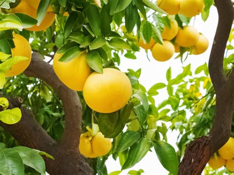 Growing A Grapefruit Tree How To Care For Grapefruit Trees