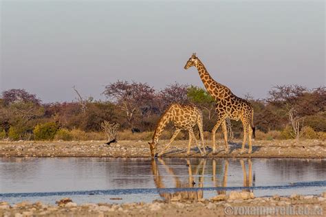 Etosha National Park Namibia The Ultimate Guide Jopress News