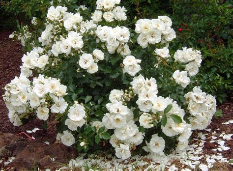 All the rose blooms will be delivered to your comfort with floweraura's pronto online roses delivery. Monrovia White Carpet Roses - Carpet Vidalondon