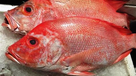 Tentu saja kumpulan tema acara yang menarik memang telah banyak dicari oleh orang di internet. Gambar ikan cupang: Gambar Ikan Kakap Hitam Putih