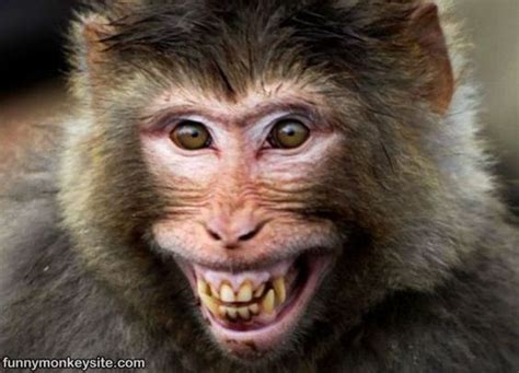 Funny Smiling Monkey Face Smile Laugh Pinterest