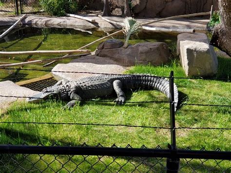 Reid Park Zoo Tucson 2020 Alles Wat U Moet Weten Voordat Je Gaat