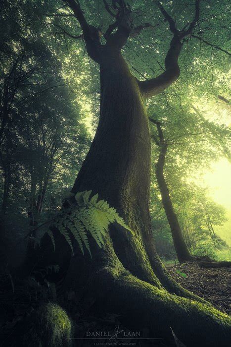 Awesome Tree Photography Made Easy Beautiful Forest Photos