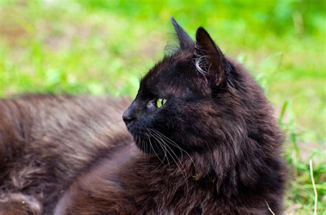 » york chocolate cat — perfect quality and affiordable prices on joom. York Chocolate Cat Breed Information and Pictures - PetGuide