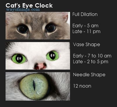 Maybe you would like to learn more about one of these? Gallery Dilated Cat Eyes Meme
