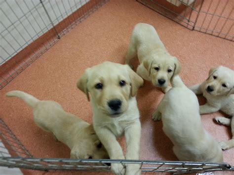 Black labrador puppies in a cardboard box. Labrador puppies! | I think all our staff members wanted ...