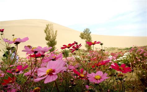 Desert Flowers Wallpapers 4k Hd Desert Flowers Backgrounds On
