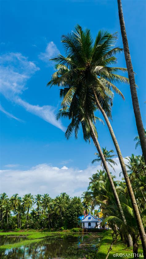 Coconut Trees And Blue Skies Goa Oc 3141x5583 Goa India Coconut