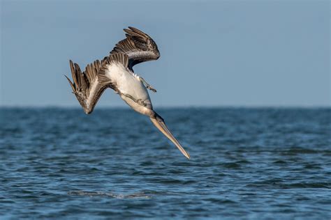 How Brown Pelicans Dive After Fish Without Breaking Their Necks Audubon