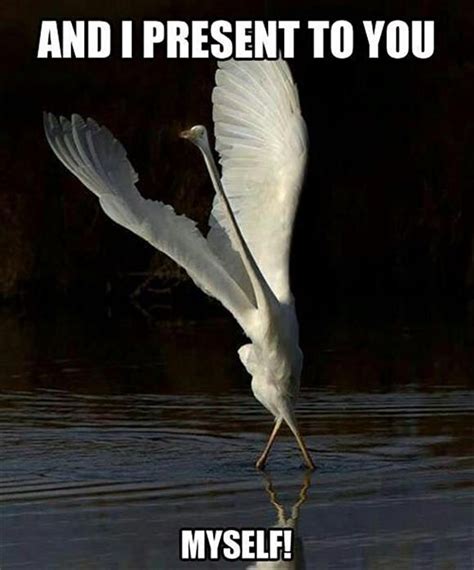 Majestic Crane Funny Animal Photos Funny Animal Pictures Funny Pictures