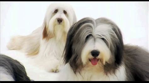 Dogs 101 Bearded Collie Youtube