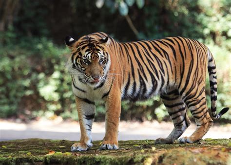 Mengenal Jenis Harimau Di Dunia Taman Safari Bali